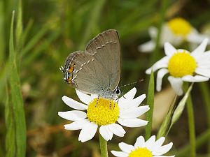 Satyrium acaciae