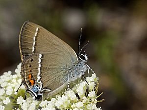 Satyrium spini