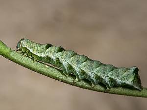 Abrostola triplasia