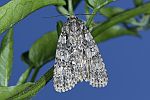 Acronicta auricoma