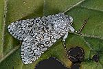 Acronicta cinerea