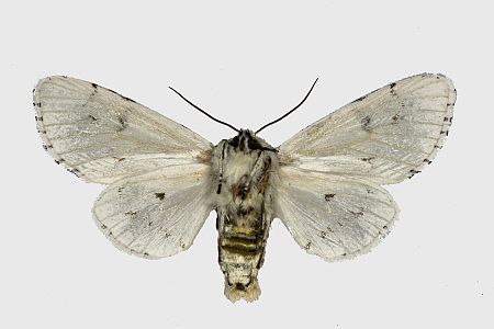 Acronicta leporina