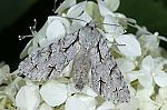 Acronicta psi