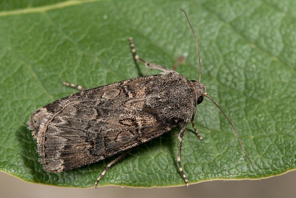 Agrotis bigramma