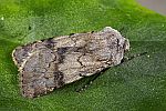 Agrotis cinerea