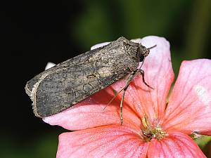 Agrotis clavis