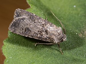 Agrotis segetum