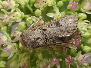 Agrotis segetum