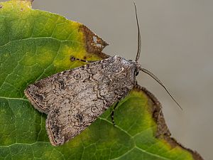 Agrotis segetum