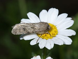 Agrotis segetum