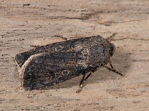 Agrotis segetum