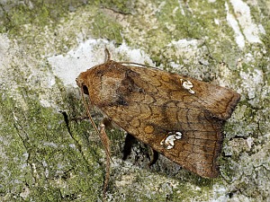 Amphipoea oculea