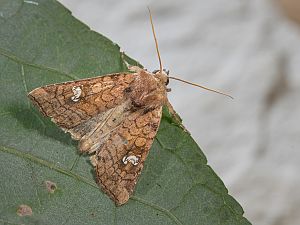 Amphipoea oculea