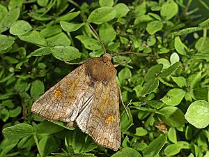 Amphipoea oculea f. erytrostigma