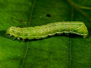 Amphipyra berbera