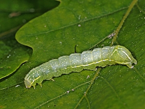 Amphipyra pyramidea