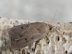 Amphipyra tragopoginis