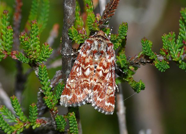 Anarta myrtilli