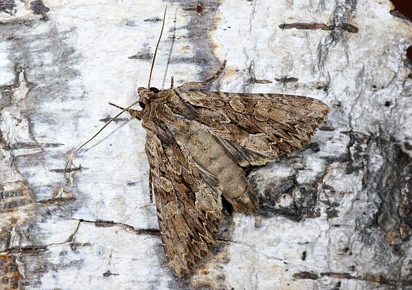 Apamea monoglypha