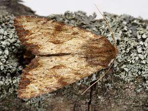 Apamea sublustris