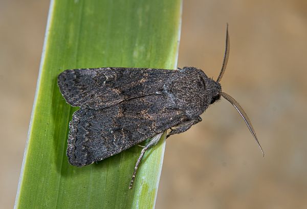 Aporophyla lueneburgensis