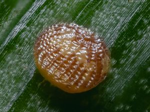 Aporophyla lutulenta