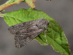 Aporophyla lutulenta