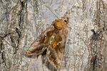 Autographa jota