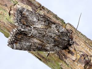 Bryophila raptricula