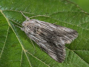 Calophasia platyptera