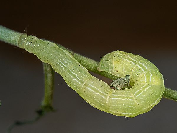 Chrysodeixis chalcites