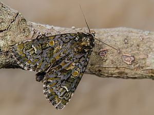 Craniophora ligustri