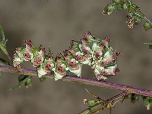 Cucullia artemisiae