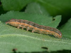 Egira conspicillaris