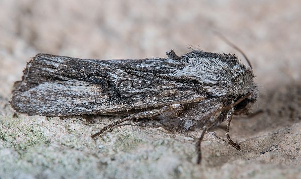 Egira conspicillaris