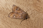 Eupsilia transversa