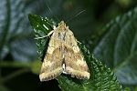 Heliothis maritima