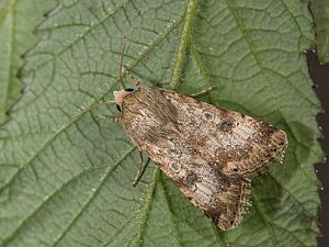 Heliothis nubigera