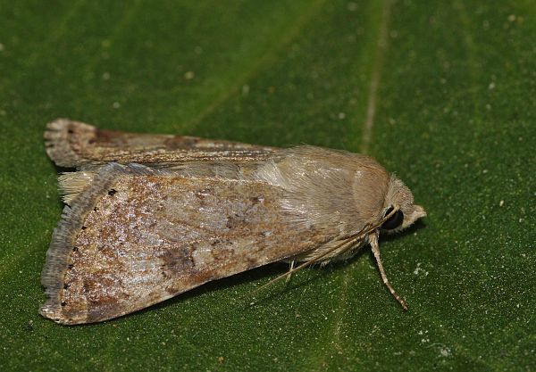 Heliothis nubigera