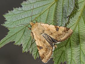 Heliothis peltigera