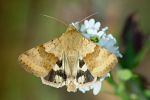 Heliothis viriplaca