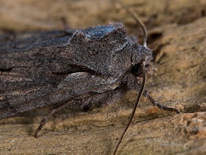 Lithophane furcifera