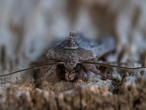 Lithophane furcifera