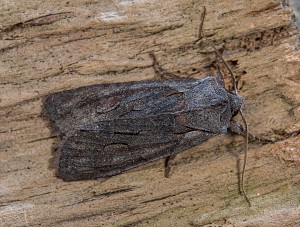 Lithophane furcifera