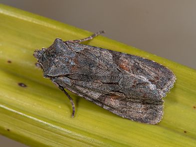 Lithophane furcifera