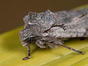 Lithophane furcifera