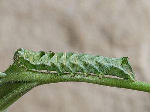 Melanchra persicariae