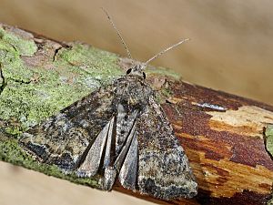 Mesoligia furuncula