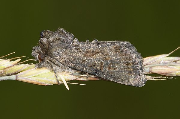 Oligia latruncula