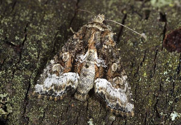 Oligia versicolor